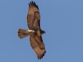 Red-tailed Hawk - Juvenile - Ramona Grasslands Preserve, Wildflower Loop, Ramona, California, 11/15/2019