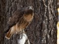 Red-tailed Hawk - Ramona Grasslands Preserve, Wildflower Loop, Ramona, California,11/14/2017