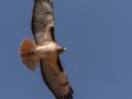 Red-tailed Hawk - Juvenile - Ramona Grasslands Preserve, Wildflower Loop, Ramona, California, 11/24/2019