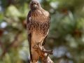 Red-tailed Hawk - Ramona Grasslands Preserve, Wildflower Loop, Ramona, California, 11/14/2017