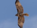 Red-tailed Hawk - Juvenile, Ramona Grasslands Preserve, Rangeland Road, Ramona, California, 11/15/2019