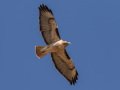 Red-tailed Hawk - Ramona Grasslands Preserve, Rangeland Road, Ramona, California, 11/15/2019