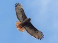 Red-tailed Hawk - Dark Morph, Ramona Grasslands, Rangeland Rd, Ramona, California, Dec 15, 2016