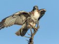 Red-tailed Hawk - Juvenile, Ramona Grasslands Preserve, Wildflower Loop, Rangeland Road, Ramona, California, 10/5/2016