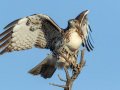 Red-tailed Hawk - Juvenile, Ramona Grasslands Preserve, Wildflower Loop, Rangeland Road, Ramona, California, 10/5/2016