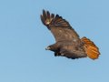 Red-tailed Hawk - Dark Morph, Ramona Grasslands, Rangeland Road, Ramona, California, Nov 30, 2016