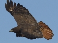 Red-tailed Hawk - Dark Morph