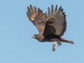 Red-tailed Hawk - Dark Morph, Ramona Grasslands, Rangeland Road, Ramona, California, Nov 30, 2016