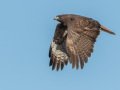 Red-tailed Hawk - Dark Morph, Ramona Grasslands, Rangeland Road, Ramona, California, Nov 30, 2016