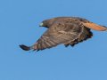 Red-tailed Hawk - Dark Morph, Ramona Grasslands, Rangeland Road, Ramona, California, Nov 30, 2016