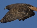 Red-tailed Hawk - Dark Morph