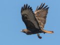 Red-tailed Hawk - Dark Morph, Ramona Grasslands, Rangeland Road, Ramona, California, Nov 30, 2016