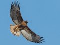 Red-tailed Hawk - Dark Morph - Rufous, Ramona Grasslands Preserve, Rangeland Road, Ramona, California, 11/21/2016