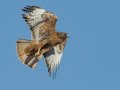 Red-tailed Hawk - Dark Morph - Rufous, Ramona Grasslands Preserve, Rangeland Road, Ramona, California, 11/21/2016