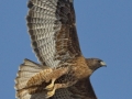 Red-tailed Hawk - Intermediate Rufous Morph