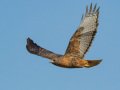 Red-tailed Hawk - Dark Morph - Rufous, Ramona Grasslands Preserve, Rangeland Road, Ramona, California, 11/13/2019