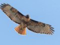 Red-tailed Hawk - Intermediate Rufous Morph - Juvenile, Ramona Grasslands Preserve, Rangeland Road, Ramona, California,11/1/2016