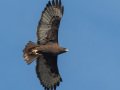 Red-tailed Hawk - Dark Morph, Ramona Grasslands, Rangeland Rd, Ramona, California, Dec 28, 2016