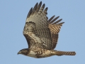 Red-tailed Hawk - Juvenile