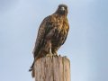 Red-tailed Hawk - Dark Morph, Ramona Grasslands Preserve, Wildflower Loop, Rangeland Road, Ramona, California, 2/7/2014
