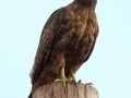 Red-tailed Hawk - Dark Intermediate Rufous Morph