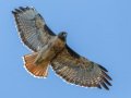 Red-tailed Hawk - Intermediate Rufous Morph - Juvenile, Ramona Grasslands Preserve, Rangeland Road, Ramona, California,9/13/2014