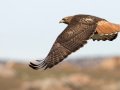 Red-tailed Hawk - Dark Morph - Ramona Grasslands Preserve, Rangeland Road, Ramona, California, 12/15/2014