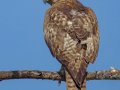 Red-tailed Hawk - Ramona Grasslands Preserve, Wildflower Loop, Ramona, California, 11/15/2017