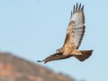 Red-tailed Hawk - Intermediate Rufous Morph - Ramona Grasslands Preserve, Rangeland Road, Ramona, California, 11/25/2014