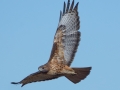 Red-tailed Hawk - Intermediate Rufous Morph