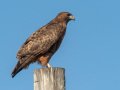 Red-tailed Hawk - Dark Morph, Ramona Grasslands Preserve, Rangeland Road, Ramona, California, 12/9/2018