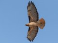 Red-tailed Hawk - Intermediate Rufous Morph, Ramona Grasslands, Rangeland Road, Ramona, California, 3/25/2019