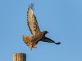 Red-tailed Hawk - Dark Morph, Ramona Grasslands, Rangeland Road, Ramona, California, 12/30/2018