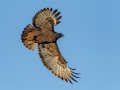 Red-tailed Hawk - Dark Morph, Ramona Grasslands, Rangeland Road, Ramona, California, 12/30/2018