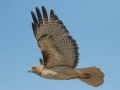 Red-tailed Hawk -Light Morph (B. j. calurus)