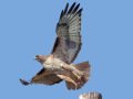 Red-tailed Hawk - Ramona Grasslands Preserve, Rangeland Road, Ramona, California, 11/15/2017