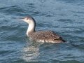 Red-throated Loon