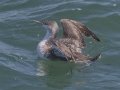 Red-throated Loon