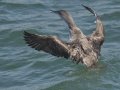Red-throated Loon