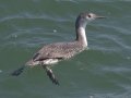 Red-throated Loon