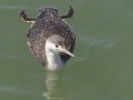 Red-throated Loon