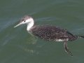Red-throated Loon