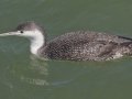 Red-throated Loon