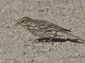 Red-throated Pipit