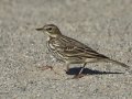 Red-throated Pipit
