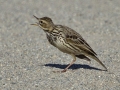 Red-throated Pipit