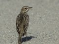 Red-throated Pipit