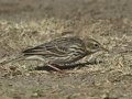 Red-throated Pipit