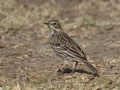 Red-throated Pipit