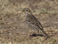 Red-throated Pipit